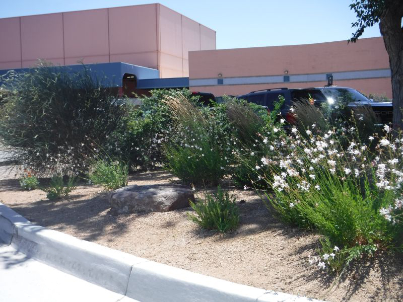 Featured image for “Xeriscaping and Drought-Tolerant Landscape Design for AlbuquerqueCommercial Properties”