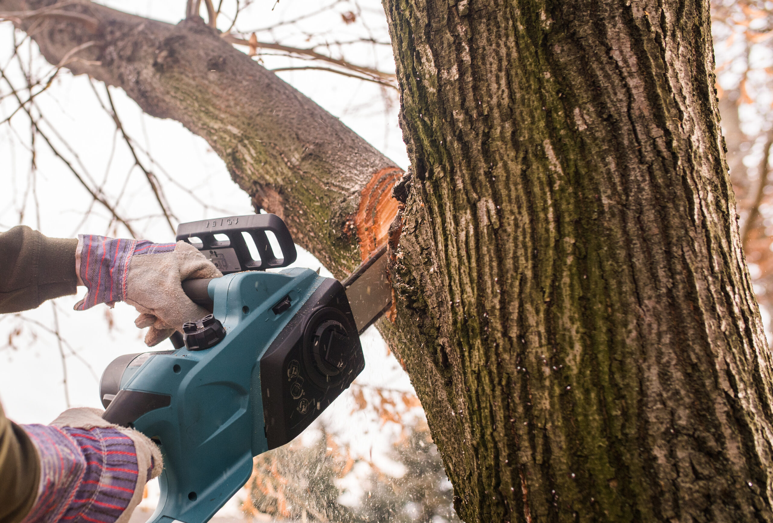 Featured image for “Tree Trimming in Albuquerque”